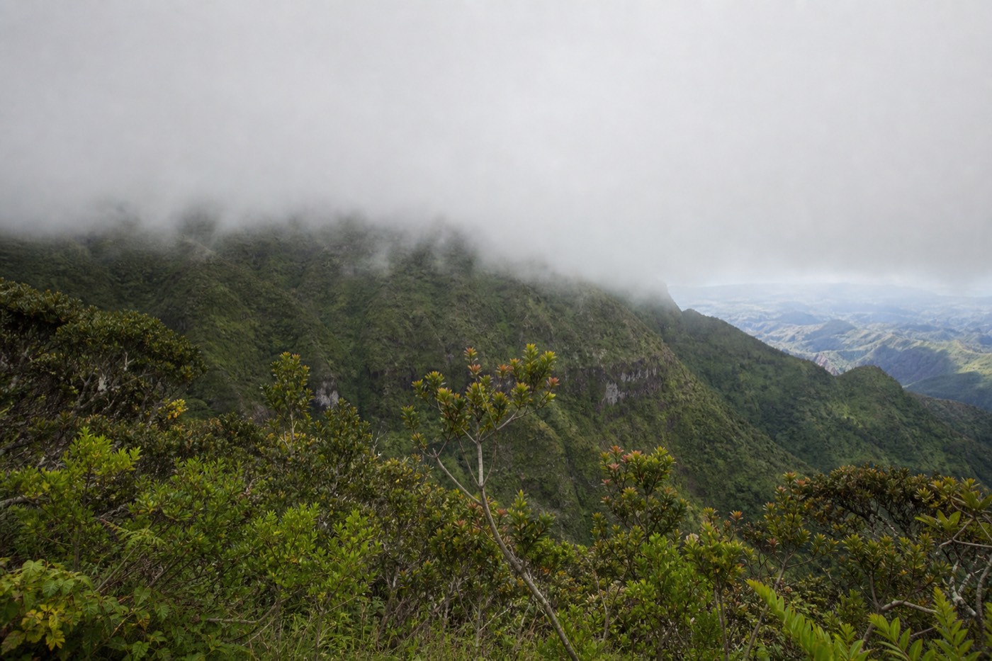Cool native ʻōhiʻa forest and misty ridges in Kōkeʻe State Park above Waimea Canyon on Kauai