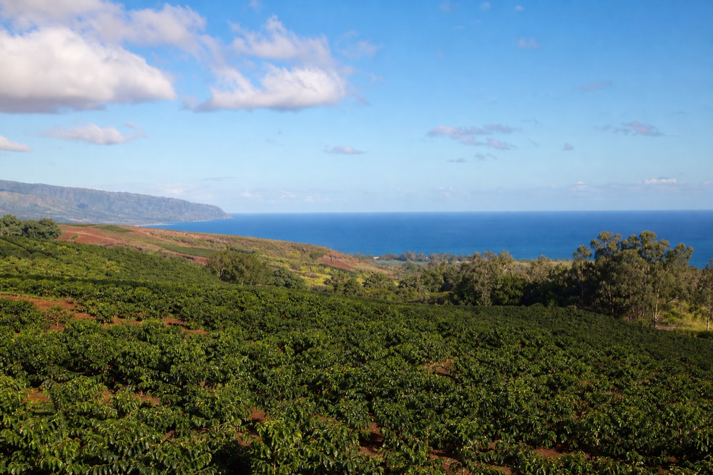West Kauai coastline with coffee fields, historic Waimea town, and the road toward the canyon