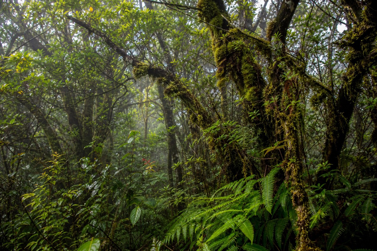 The cool upland forest of Kōkeʻe State Park