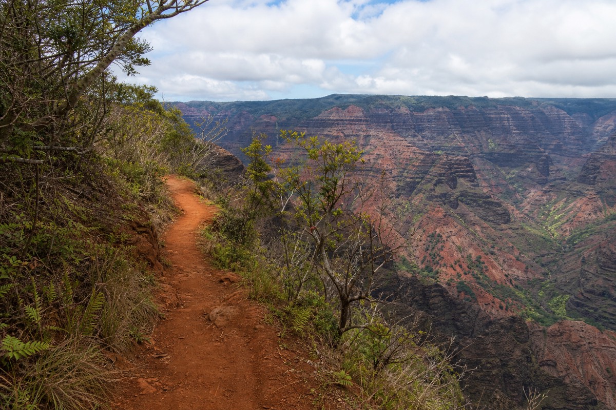 A trail through the canyon-rim forest