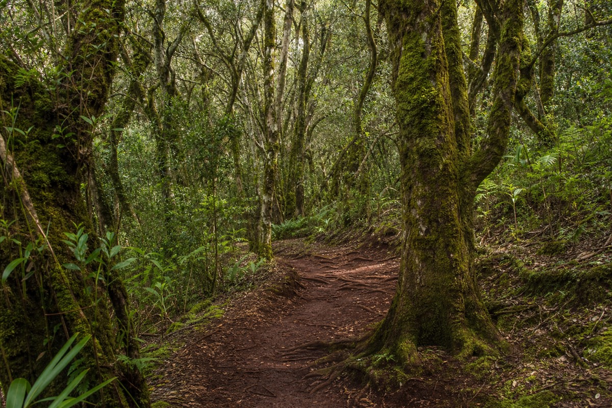 The cool upland forest of Kōkeʻe State Park
