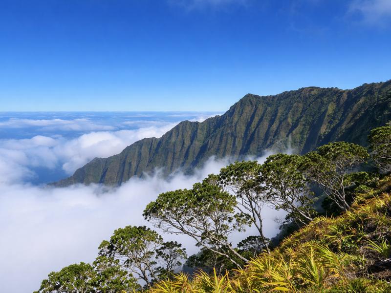 Kauai Shore Excursion: Waimea Canyon Adventure Tour from Nawiliwili